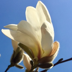 Magnolia loebneri