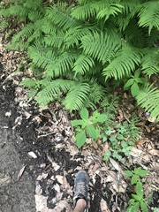 Matteuccia struthiopteris