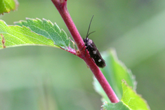 Parascythris muelleri