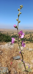 Alcea digitata