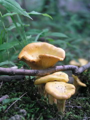 Cantharellus