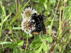 Bombus rupestris