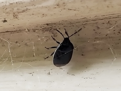 Sehirus cinctus cinctus