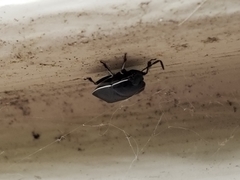 Sehirus cinctus cinctus