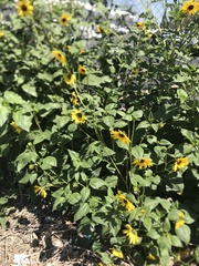 Helianthus annuus