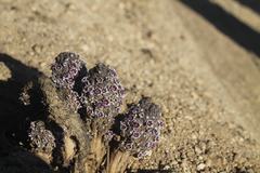 Pholisma arenarium