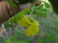 Diphysa occidentalis