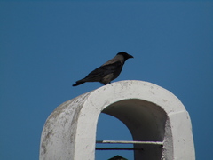 Corvus cornix