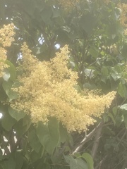 Syringa reticulata