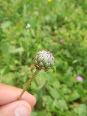 Klasea lycopifolia