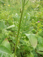 Klasea lycopifolia