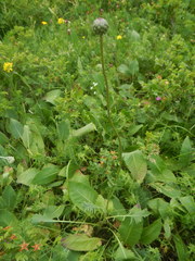 Klasea lycopifolia