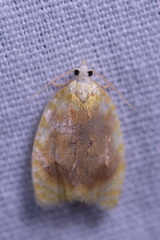 Acleris curvalana