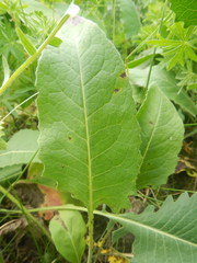 Klasea lycopifolia
