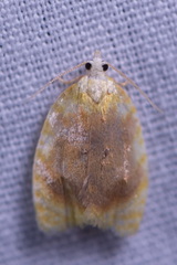 Acleris curvalana