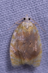Acleris curvalana