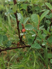Cotoneaster uniflorus