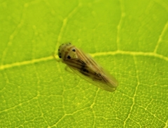 Caladonus coquilletti