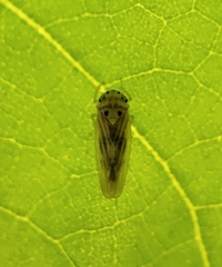 Caladonus coquilletti