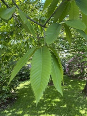 Magnoliopsida