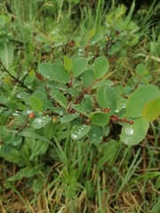 Cotoneaster uniflorus