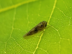 Caladonus coquilletti