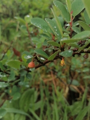 Cotoneaster uniflorus