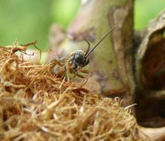 Orthopelma mediator