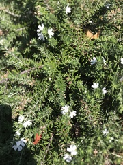 Myoporum parvifolium