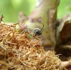Orthopelma mediator