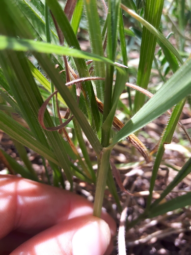 Meadow Brome (Bromus biebersteinii)