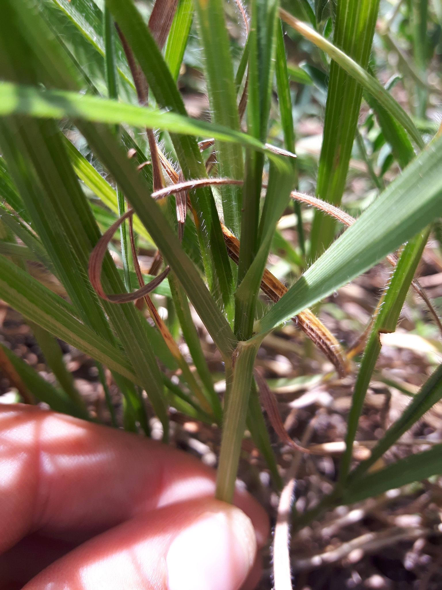 Bromus biebersteinii