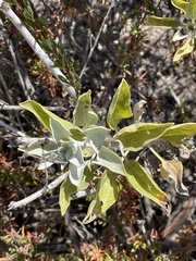 Ambrosia chenopodiifolia