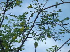 Diphysa occidentalis