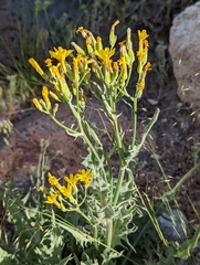 Crepis intermedia