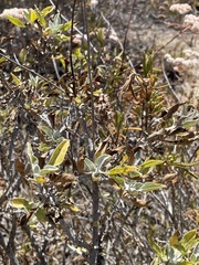 Ambrosia chenopodiifolia