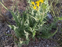 Crepis intermedia