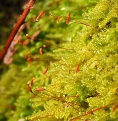 Stereodon subimponens