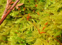 Stereodon subimponens