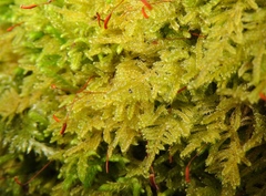 Stereodon subimponens