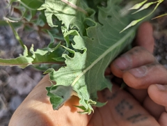 Crepis intermedia