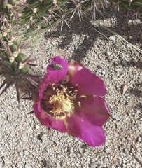Acmaeoderini