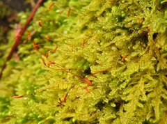 Stereodon subimponens