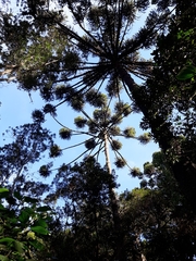 Araucaria angustifolia