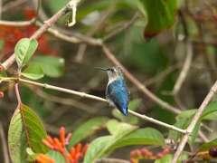 Bee Hummingbird photo 2