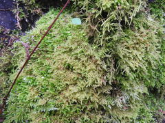 Stereodon subimponens