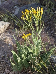 Crepis intermedia
