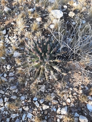 Euphorbia crassipes