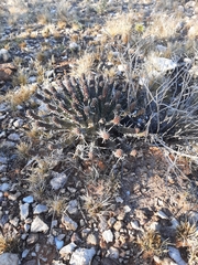Euphorbia crassipes