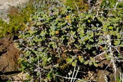 Drosanthemopsis diversifolia